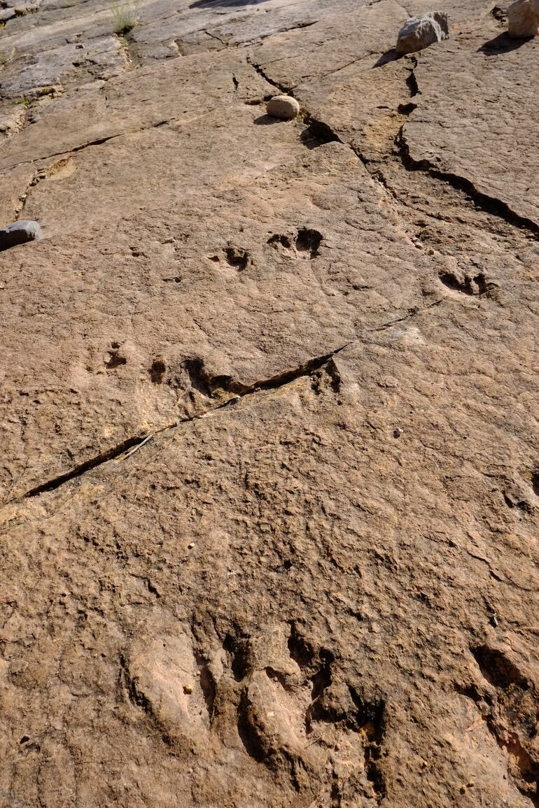 Huellas fosilizadas de dinosaurio terópodo en el Parque Nacional Torotoro, Bolivia.