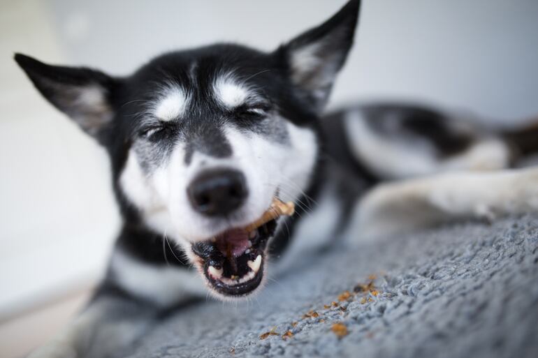 Los perros que no toleran la carne vacuna o de pollo pueden alimentarse a base a insectos.