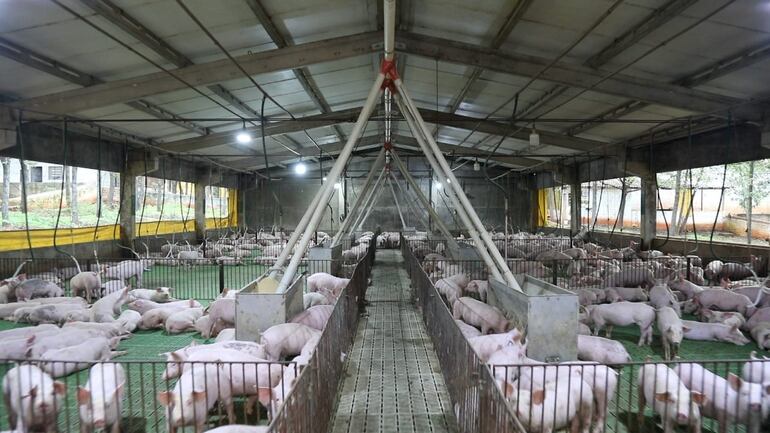 Ganadería porcina, establecimiento industrial en Paraguay