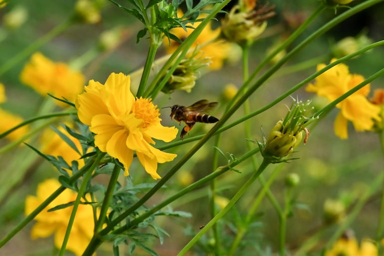 Abejas silvestres se encuentran bajo amenaza por la mala calidad del aire.