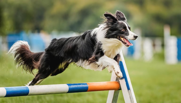 Perro Border Collie.