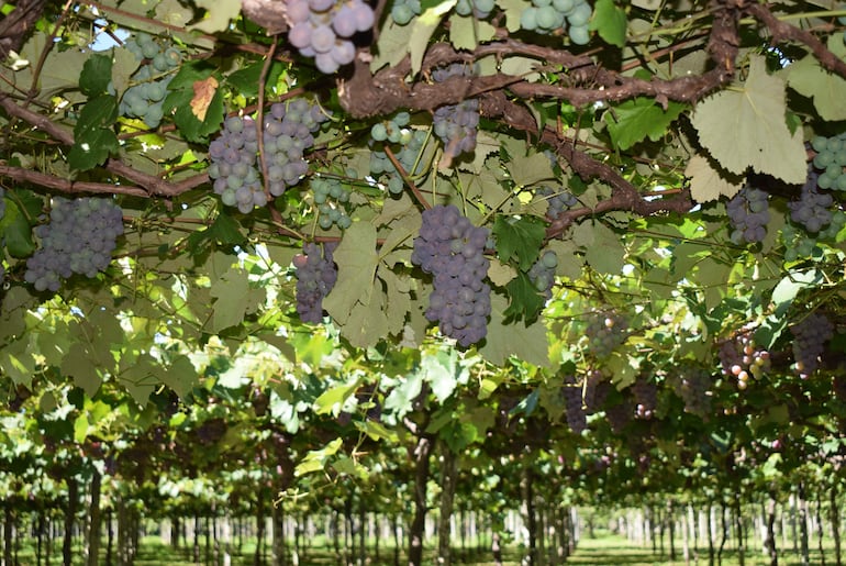 Las uvas blanca y rosada son las variedades más solicitadas para preparar el clericó.