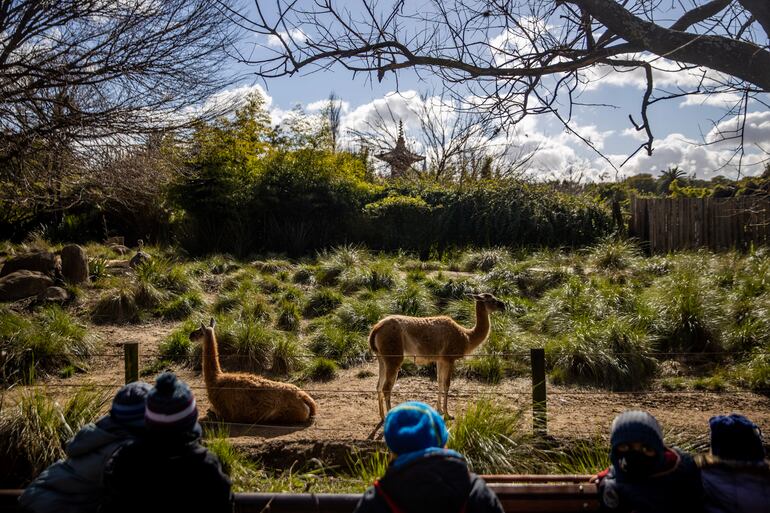 Niños observando los guanacos en el Ecoparque de Buenos Aires. Este espacio alberga a numerosas especies que fueron rescatadas y no pueden ser liberadas en sus hábitats naturales.Foto: Ecoparque, Facebook.