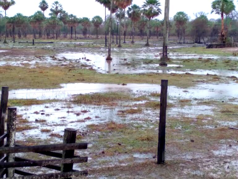 Los campos pastoriles se beneficiaron con las lluvias del dia lunes.