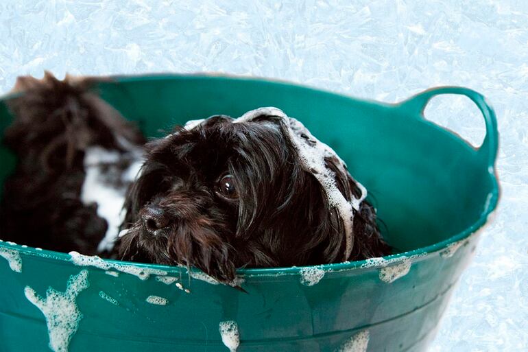 Los perros precisan un baño más constante porque no pueden higienizarse solos, como los gatos.