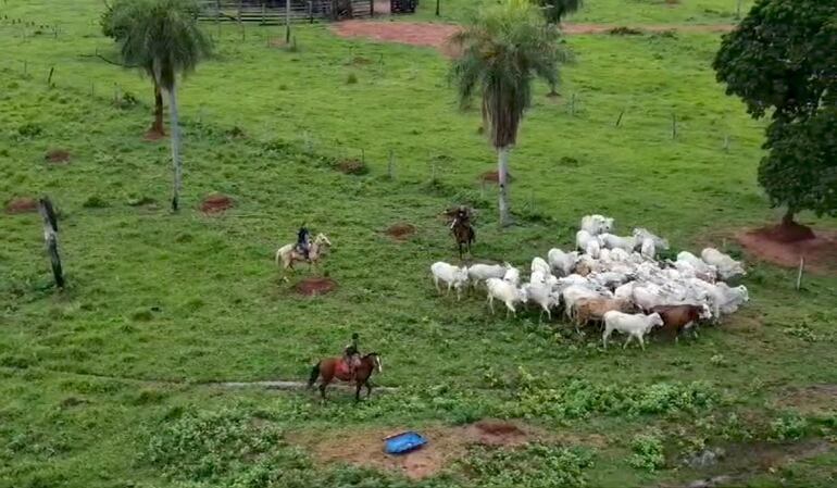 Unas 50 cabezas de ganado robadas de la estancia María Auxiliadora, perteneciente al intendente de Pedro Juan Caballero, fueron recuperadas en la zona de Cascada, en Bella Vista Norte.