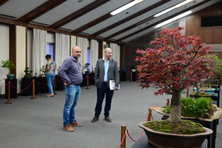 Exhibición de bonsái en Días de la Cultura Japonesa. 