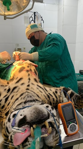 Operan a jaguarete hembra de ocho años de la Fundación Mary Llorens que vive en el Jardín Botánico y Zoológico de Asunción.