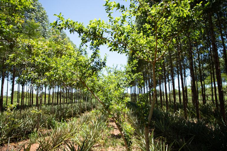 En Capiibary, mediante un proyecto de resilencia, comunidades campesinas mejoraron sus métodos de producción para luchar contra los efectos del cambio climático y mejorar su calidad de vida.