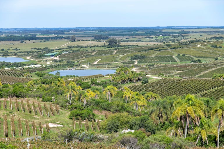 Viñedos de Bodega Garzón, Uruguay.