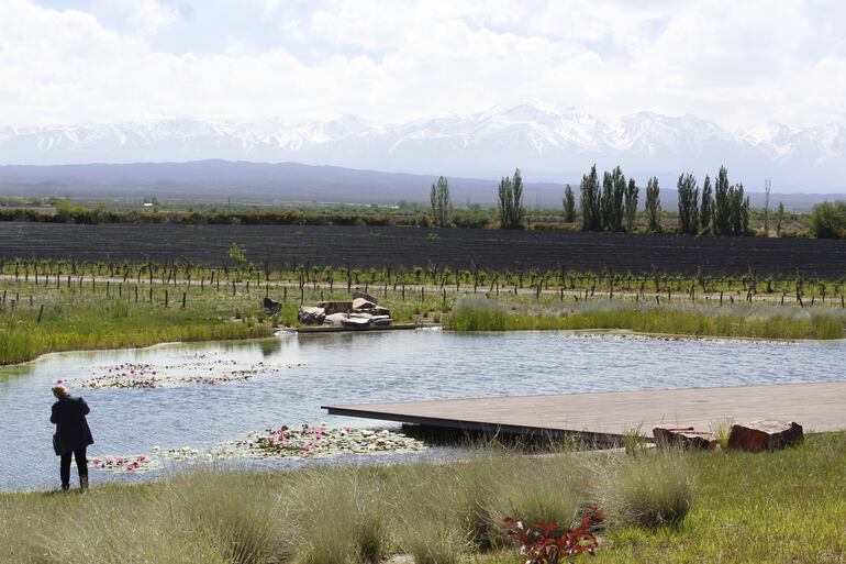 Los viñedos son protagonistas del enoturismo en Mendoza y de la rápida recuperación pospandemia. En la foto, los jardines de la bodega Alpamanta en Luján de Cuyo.