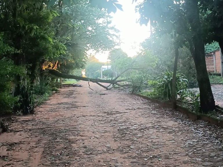 El Departamento de Aseo Urbano hizo despeje de árboles caídos en Caacupé.