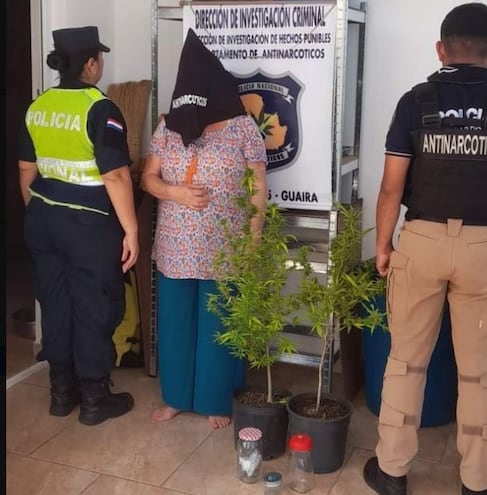 Mujer de 62 años imputada por producción de dos plantas de marihuana.