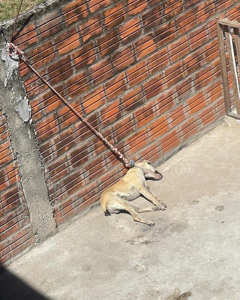 Dogo, un perro murió atado bajo el sol en Villa Hayes.