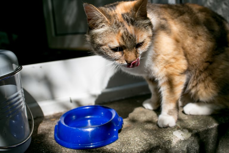 Observar la conducta del gato permitirá descubrir cuál es su forma preferida para beber agua.