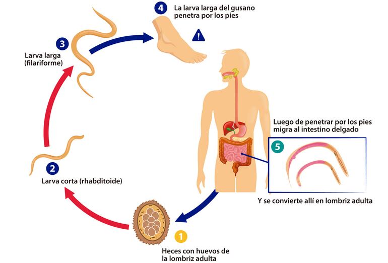 El ciclo biológico del agente causal de la uncinariasis o anquilostomiasis.