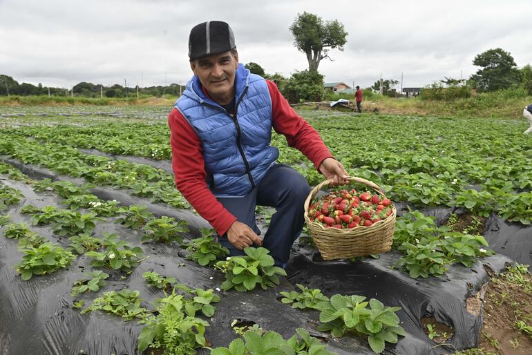 Mariano Palma, presidente de la Asociación de Aregüeños de Frutilla.