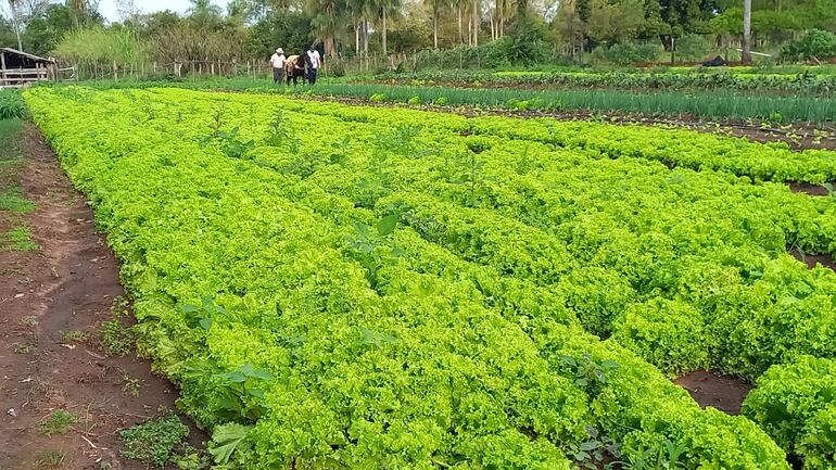 La producción hortícola de la familia Cardozo.