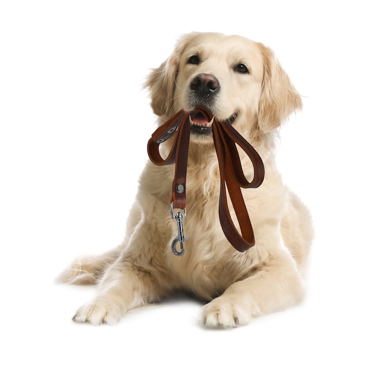 Los Golden Retrievers son perros activos que requieren ejercicio diario.