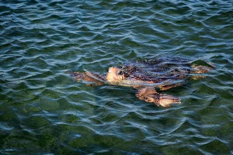 
ChatGPT
Una tortuga marina se recupera en una barcaza de cuidado en la isla Kerkennah de Túnez, la única en el Mediterráneo.