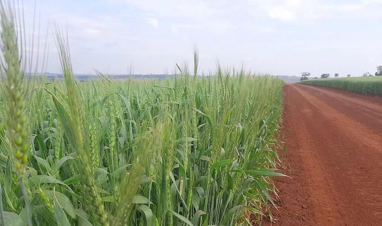 En Alto Paraná se plantaron aproximadamente 130.000 hectáreas de trigo.