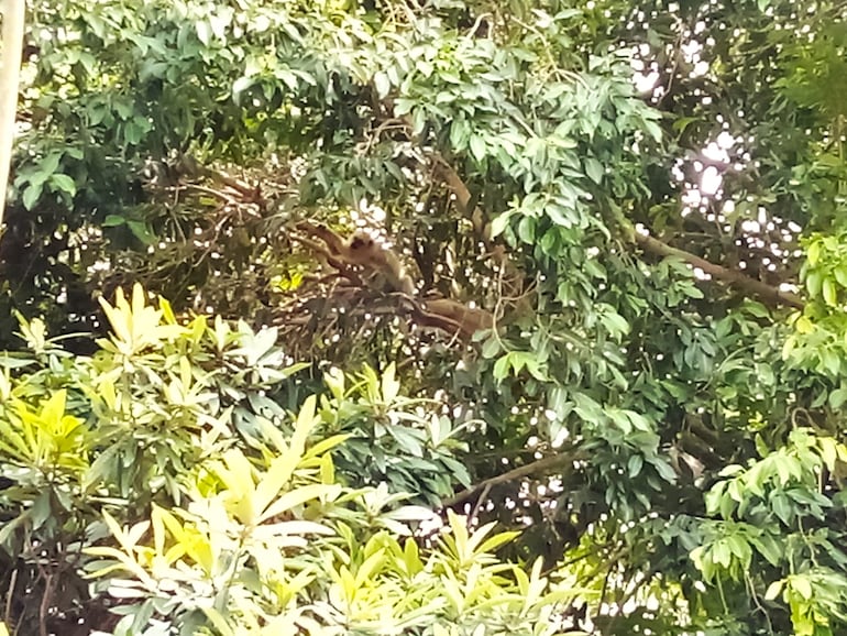 Los monos encontraron frutos en un árbol, se alimentaron y luego se quedaron dormidos entre sus ramas.