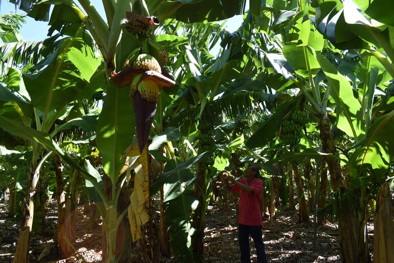 El 90%  de la producción de banana se exporta a Argentina. Hay importante retraso con los pagos.