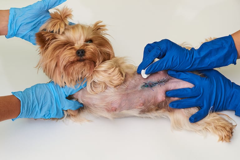 Esterilización en perros.