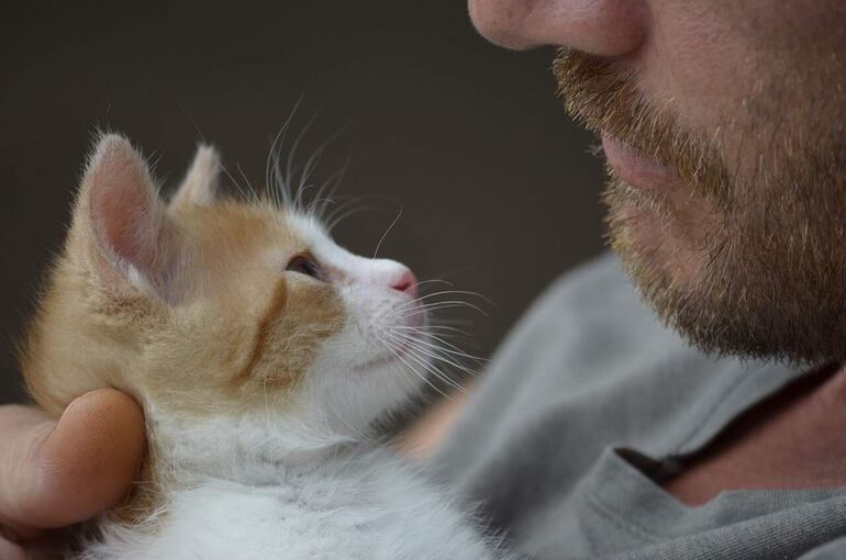 Si hay una persona inmunodeprimida en casa, hay que tener en cuenta algunos factore. Cómo por ejemplo; los cachorros y gatitos recién nacidos son adorables, pero hay que saber que son portadores de más patógenos y el riesgo de mordeduras y arañazos es mayor.