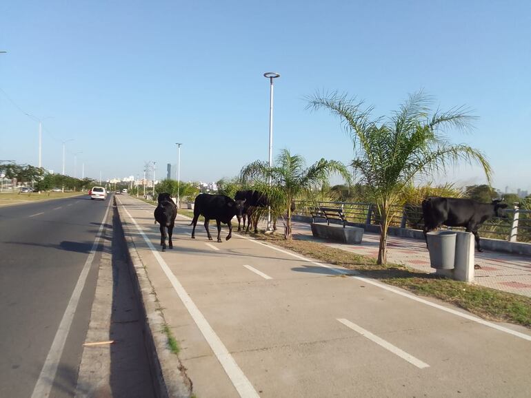 Vacas sueltas en la Costanera de Asunción generan peligro y preocupación.