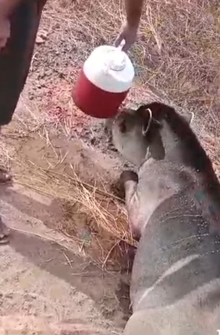 Una persona da un poco de agua a un tapir o mborevi que no puede continuar viaje, debido al cansancio por la sed.