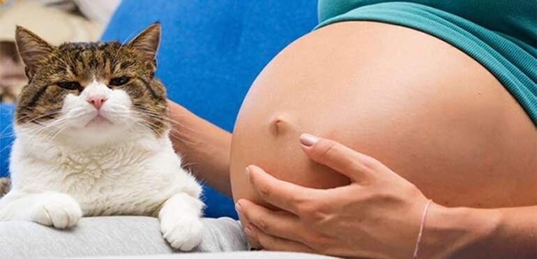 La toxoplasmosis podría ser un riesgo en mujeres, principalmente para el feto durante el embarazo, sobre todo cuando la futura mamá no posee anticuerpos contra esta enfermedad.