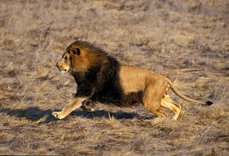 León corriendo.