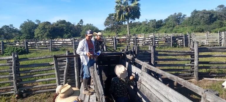 Tras la prorroga de Senacsa, prosigue vacunación contra la aftosa en el Alto Paraguay.