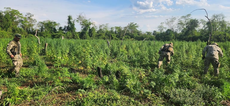 Agentes de la Senad destruyen plantación de marihuana.