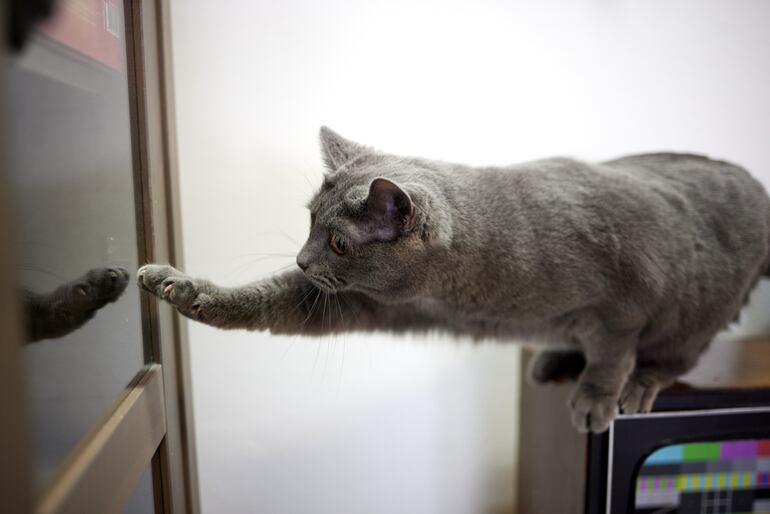 Los gatos son animales territoriales y curiosos por naturaleza.