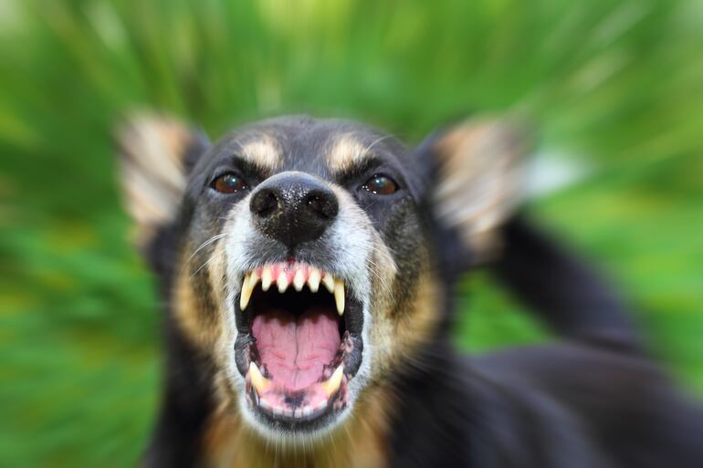 Un perro pastor alemán furioso.