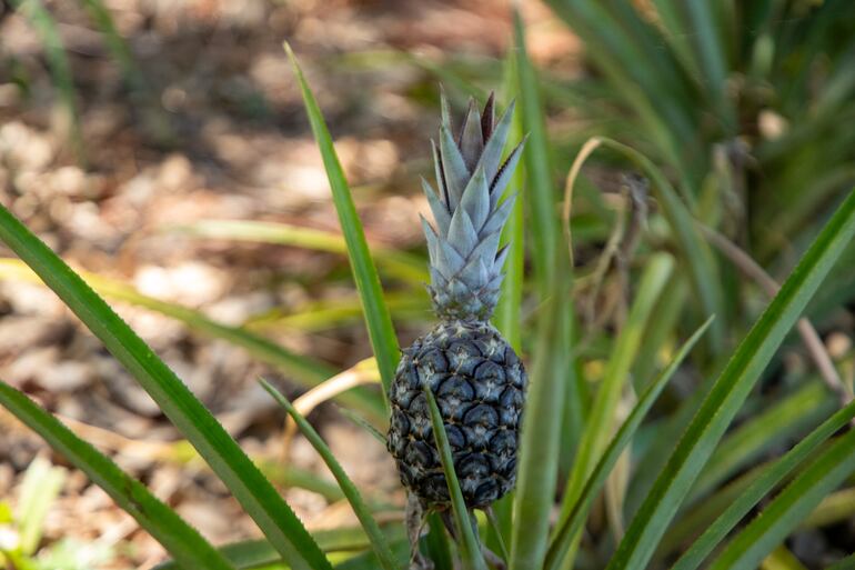 Capiibary florece en tiempos de sequía: la clave del éxito de pequeños productores