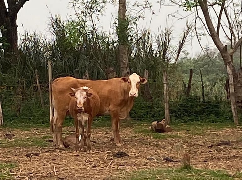 Sexagenario muere tras ser embestido por una vaca.