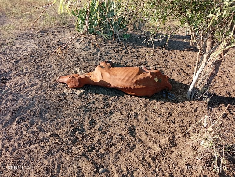 LA sequía en la cuenca baja del Pilcomayo está ocasionando el traslado masivo de animales y la mortandad de muchos.