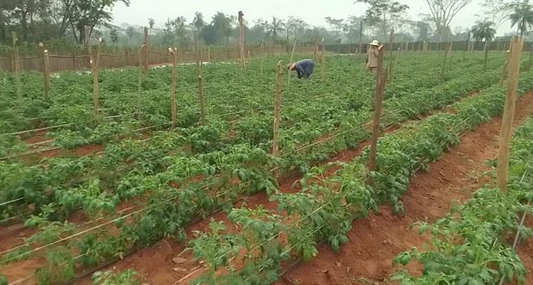 La lluvia que se registra en esta parte de San Pedro beneficia especialmente a sectores de la agricultura y la ganadería.