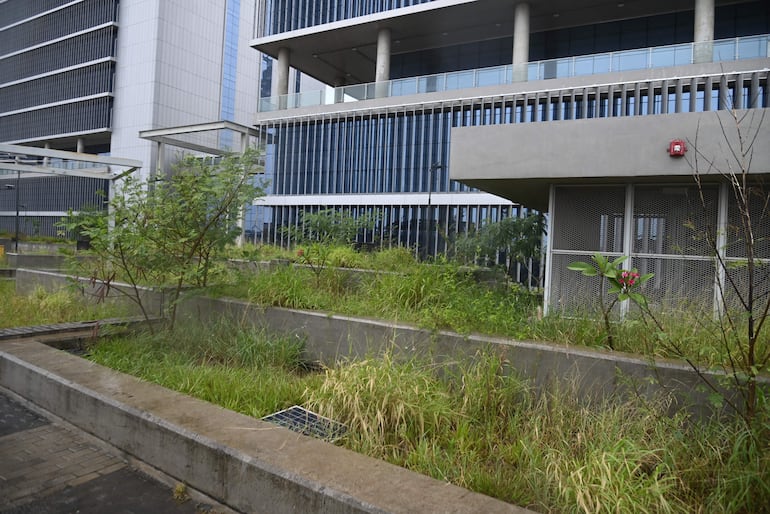 Las malezas forman parte del paisaje de las nuevas oficinas de Gobierno. 