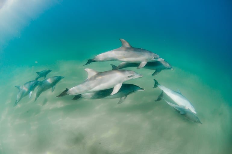 Una manada de delfines nada bajo el agua.