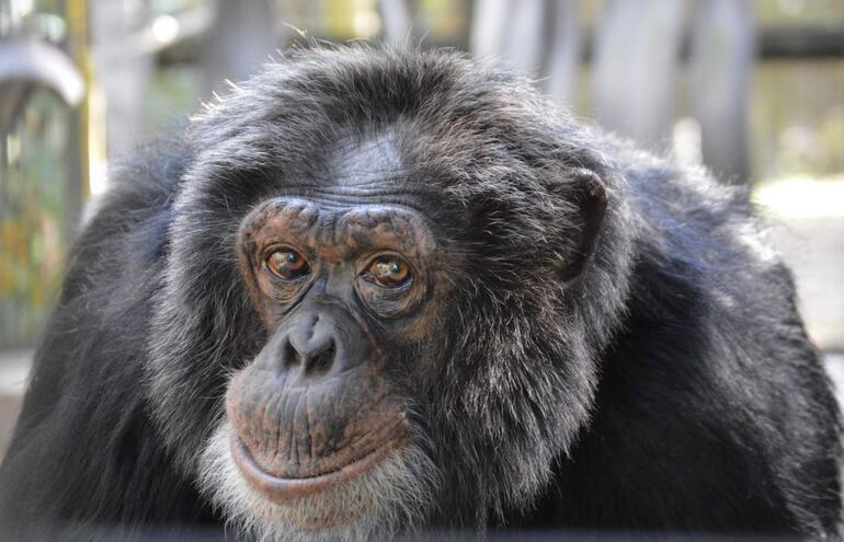 El chimpancé Bubbles, el favorito de Michael Jackson.