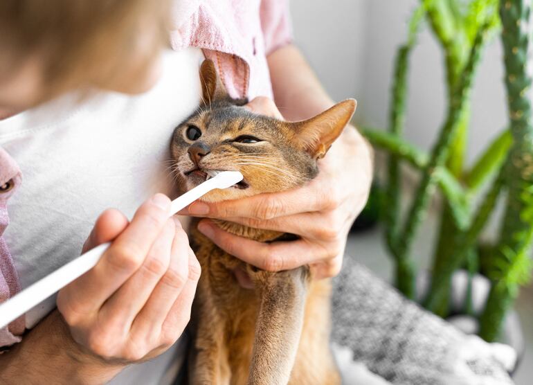 Cepillado de dientes en gatos.