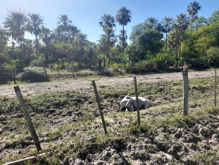 Los pequeños ganaderos son los más afectados por la mortandad de sus animales vacunos.