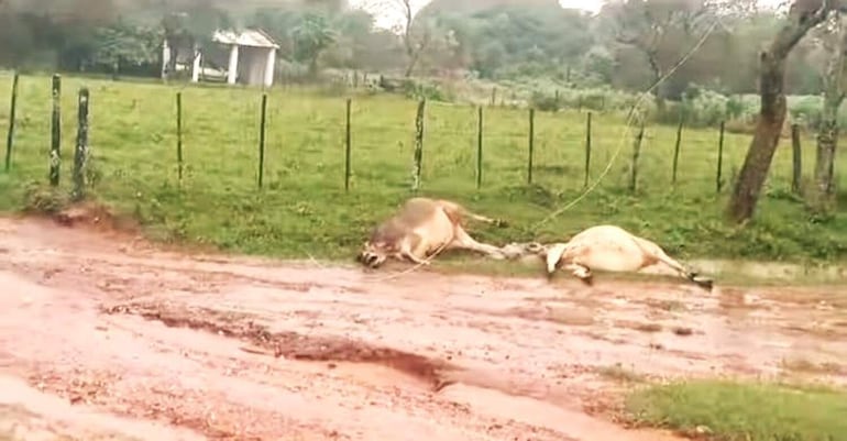 En la compañía Costa Gaona de Quiindy murieron ayer electrocutados dos animales vacunos, tras soltarse cables del tendido eléctrico.