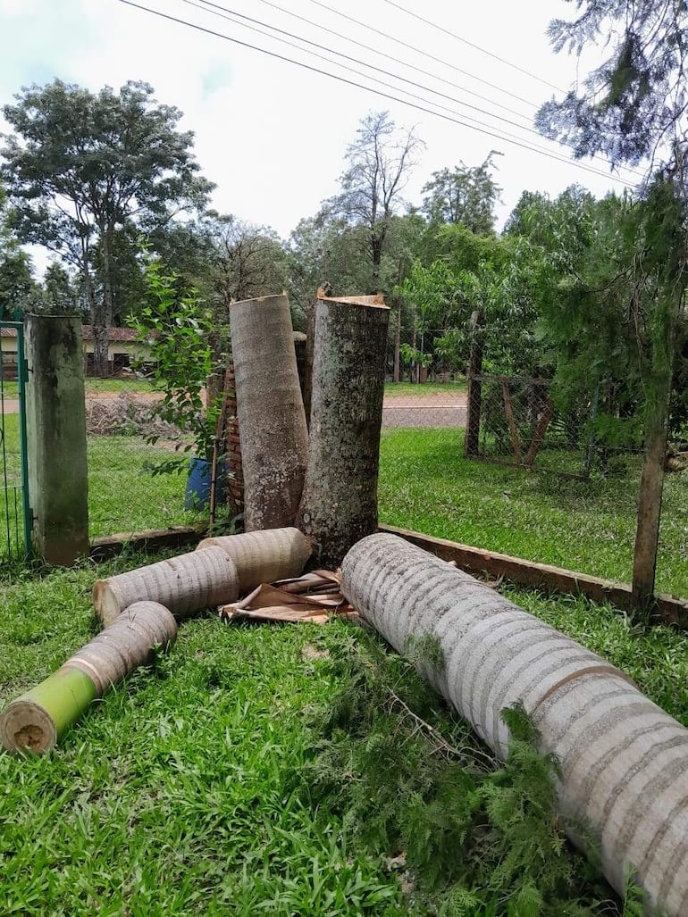 Dos hermosas palmeras que adornaban la casa de Sonia Brítez fueron derrumbadas.