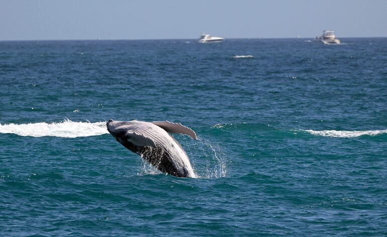 Vista de una ballena gris en el Océano Pacífico en Los Cabos, estado de Baja California. Las ballenas grises de la costa del Pacífico se han encogido de tamaño un 13% desde el año 2000, según un estudio que suma evidencia a cómo el cambio climático y otros impactos de la actividad humana están tornando a los mamíferos marinos cada vez más pequeños.
,