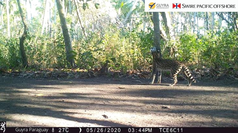 Imágenes captadas en bosques protegidos gracias a proyectos de créditos de carbono, encabezados por Guyra Paraguay.